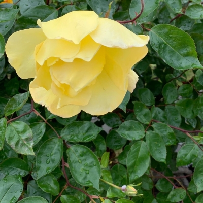 EFBR0696.jpg