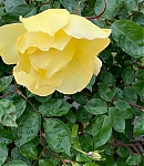 Filename=EFBR0696.jpg
Filesize=487KiB
Dimensions=1440x1440
Date added=Nov 27, 2024 EFBR0696.jpg